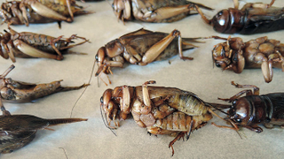 Illustration for article titled No, los insectos no son exactamente el futuro de los alimentos